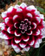 Dahlia 3780